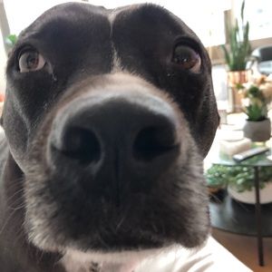 Meet your Posher, Elli